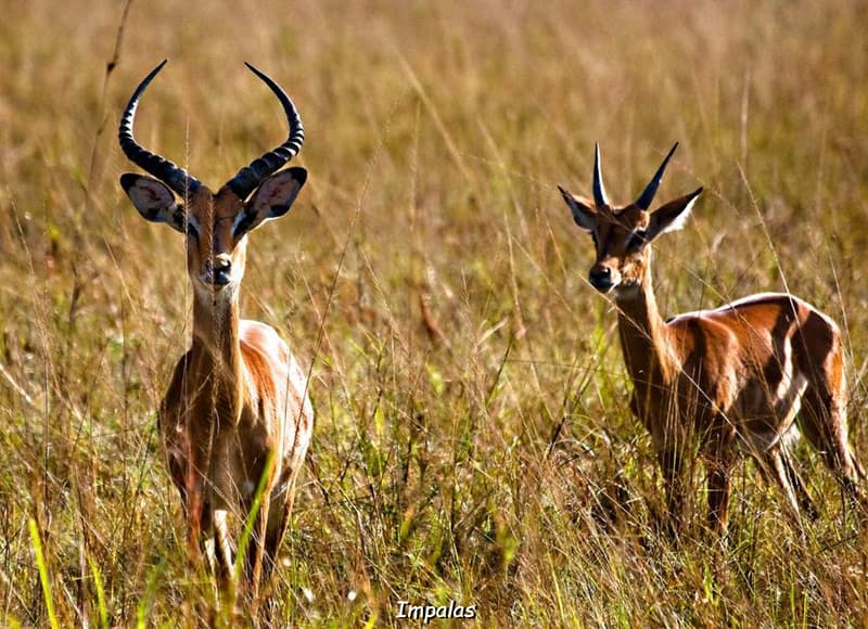 Bienvenue au Rwanda, le pays des 1000 collines
