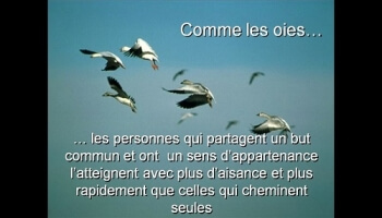 Ce que les oies nous enseignent